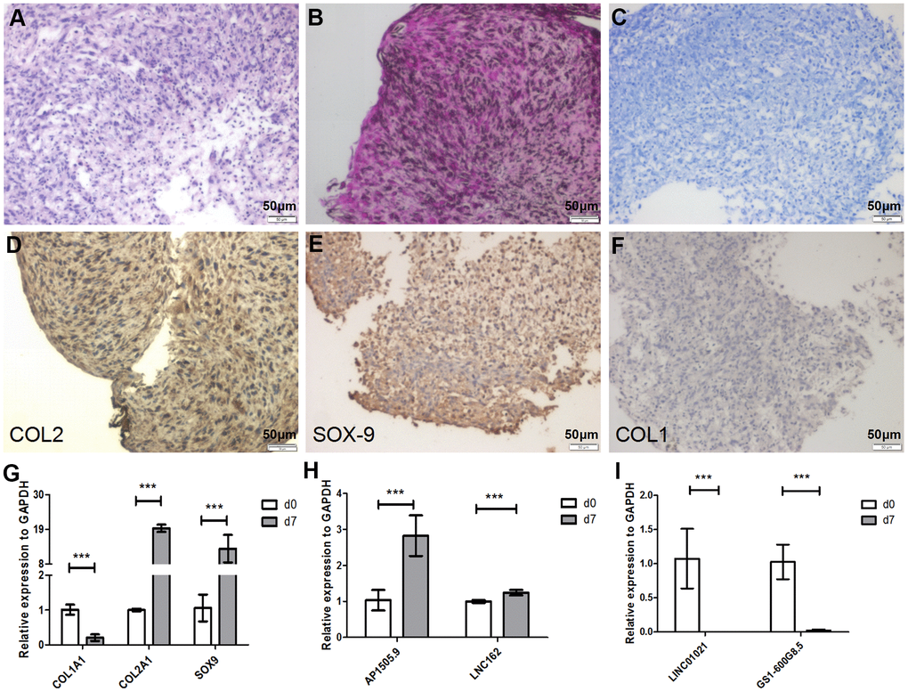 Seven days of pellet culture induces redifferentiation of P5 chondrocytes. (A) Hematoxylin-eosin (HE) staining results. (B) Safranin O staining. (C) Alcian staining. (D) Immunohistochemistry for COL2. (E) Immunohistochemistry for SOX-9. (F) Immunohistochemistry for COL1. (G) Real-time qPCR for the cartilage-related marker genes COL1A1, COL2A1, and SOX-9. (H, I) Real-time qPCR for the lncRNAs AP001505.9, LINC00162, LINC01021, and GS1-600G8.5. GAPDH was used as the internal reference. Data are represented as means ± standard deviation. *P P P 