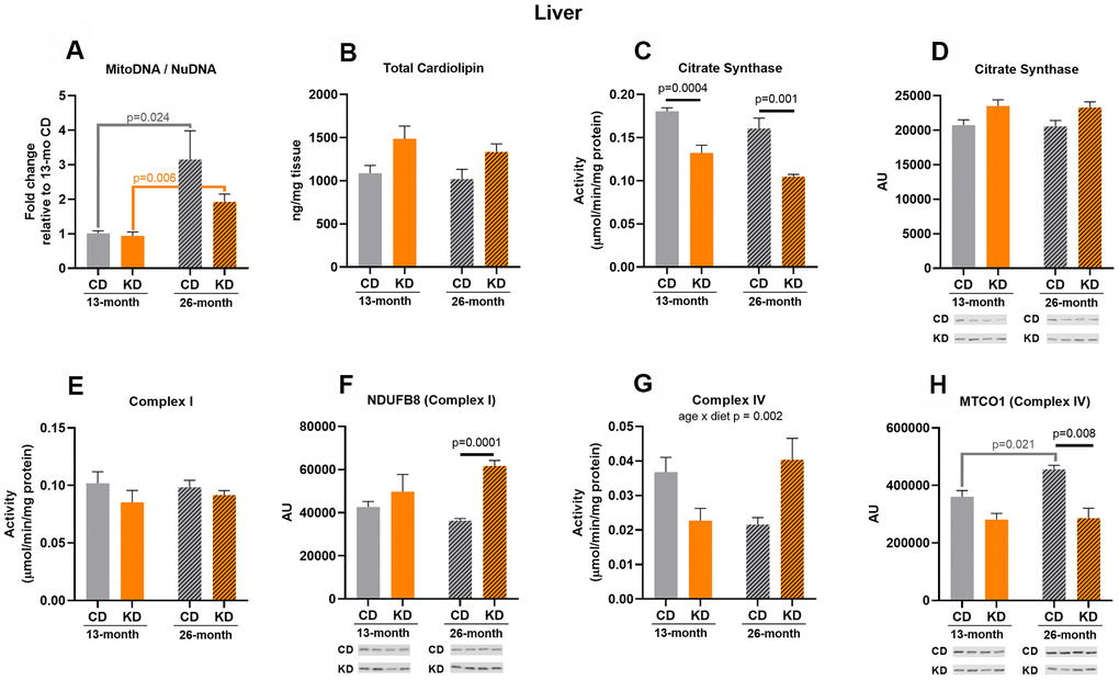 Markers of mitochondrial content in liver of male mice after 1 month (13 months of age) and 14 months (26 months of age) on diet (n=4-6). (A) Mitochondrial to nuclear DNA ratio. Quantification of (B) total cardiolipin. Enzymatic activities for (C) citrate synthase, (E) Complex I, and (G) Complex IV. Quantification of (D) citrate synthase, (F) NDUFB8, and (H) MTCO1 protein levels by western blots. Diets: CD = control, KD= Ketogenic. Ages: solid bar = 13 months, dashed bar = 26 months. Values are expressed as mean ± SEM. 2-way ANOVAs followed by Bonferroni post hoc tests.