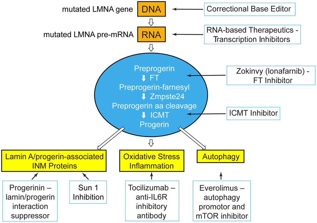 At the PRF International Scientific Workshop, unpublished data were presented for treatment strategies that blanket the pathways upstream, at, and downstream of the disease-causing protein, progerin. Treatment targets: genetic and transcriptional shown in orange; post-translational processing shown in blue; disease effectors downstream of progerin shown in yellow. FT=farnesyltransferase; ICMT=Isoprenylcysteine Carboxyl Methyltransferase; INM=inner nuclear membrane; IL6R=interleukin 6 receptor; mTOR=mechanistic target of rapamycin.