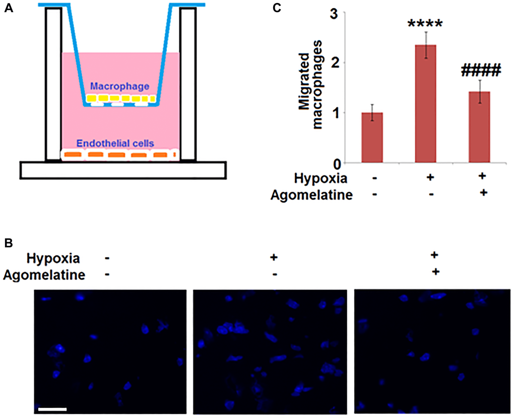 Agomelatine treated hypoxic endothelial cells inhibit macrophage migration. Brain bEnd.3 endothelial cells were incubated with 10 μM Agomelatine in the process of hypoxia/ reperfusion. (A). A representative schematic of the two-chamber two-cell trans-well assay. Brain bEnd.3 endothelial cells were subjected to hypoxia/reoxygenation (H/R) are plated in the bottom chamber and macrophages (IC21) are suspended in the top chamber and allowed to migrate. (B). Migrated IC21 macrophages were stained with DAPI; (C). Quantification of migrated macrophages. Scale bar, 100 μM (****P ####P 