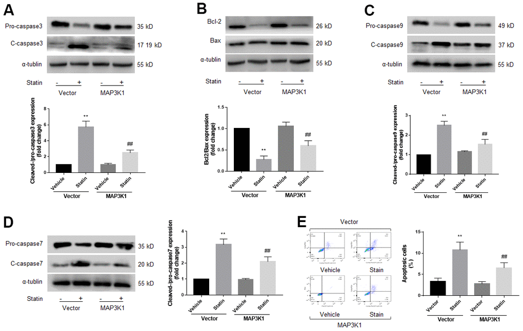 Statin induces cell apoptosis of skeletal muscle cells via downregulation of MAP3K1. Cultured skeletal muscle cells were transfected with plasmids MAP3K1 cDNA for 48 hours followed by statin treatment for 24 hours. Cells were subjected to detect the protein levels of pro-/cleaved-caspase3 in (A) bcl-2 and bax in (B) pro-/cleaved-caspase9 in (C) and pro-/cleaved-caspase7 in (D) by western blot. Cell apoptosis was determined by flow cytometry in (E). N is 5 in each group. **P##Ppost-hoc tests was used to determine P value in (A–E).