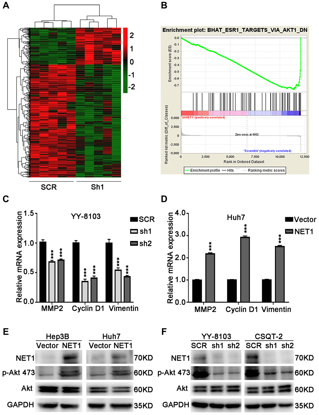 NET1 activates Akt signaling in HCC cells. (A) Hierarchical clustering generated from the expression profiles of differentially expressed mRNA levels in YY-8103 control and shNET1 groups. (B) Gene set enrichment analysis of altered signaling pathways in YY-8103 control and shNET1 groups. (C) Effects of NET1 knockdown on the expression of MMP2, Cyclin D1 and Vimentin in YY-8103 cells examined by real-time PCR. ***P D) Effects of NET1 overexpression on the expression of MMP2, Cyclin D1 and Vimentin in Huh7 cells examined by real-time PCR. ***P E) Effects of NET1 overexpression on the phosphorylation of Akt in Hep3B and Huh7 cells examined by Western blot. (F) Effects of NET1 knockdown on the phosphorylation of Akt in YY-8103 and CSQT-2 cells examined by Western blot. All data are presented as mean ± SE.