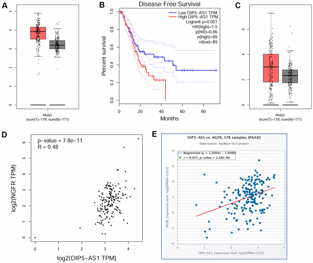 OIP5-AS1 is associated with a poor prognosis of pancreatic cancer and is positively associated with NGFR. (A) Expression characteristics of OIP5-AS1 in pancreatic cancer. (B) Relationship between OIP5-AS1 and the survival rate. (C) Expression characteristics of NGFR in pancreatic cancer. (D, E) Relationship between OIP5-AS1 and NGFR.
