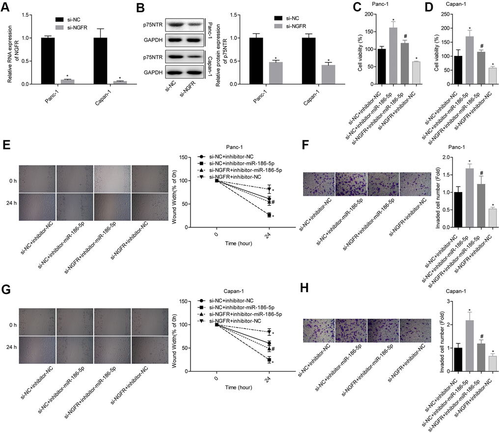 MiR-186-5p inhibits the migration and invasion of pancreatic cancer by targeting NGFR. (A, B) Levels of NGFR mRNA and p75NTR protein after transfection. (C, D) Comparison of the cell viability in each group. (E, F) Comparison of the migration and invasion abilities of Panc-1 cells in different groups. (G, H) Comparison of the migration and invasion abilities of Capan-1 cells in different groups.