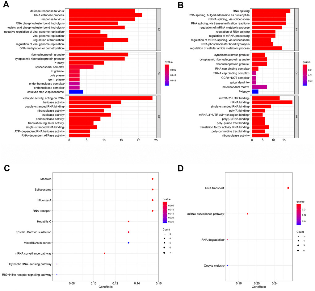 Gene ontology (GO) and kyoto encyclopedia of genes and genomes (KEGG) analysis of the differentially expressed RBPs. Results of GO functional annotation analysis of up (A) and down (B) regulated differentially expressed RBPs; Results of KEGG pathways enrichment analyses of up (C) and down (D) regulated differentially expressed RBPs. The dot size represents the enriched gene number.