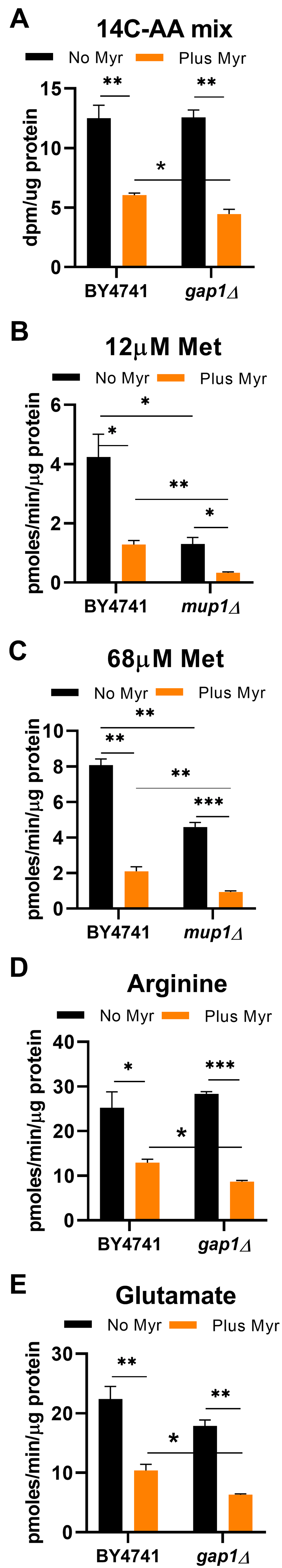 Myr treatment lowers the rate of amino acid uptake. Uptake of radioactive amino acids was quantified after 4 h of growth of the indicated prototrophic strains (BY4741 background) in SDC medium. (A) The concentration of amino acids in the uptake assay was equal to one-fifth of the concentration in SDC medium. The mixture of 14C-labeled amino acids contained Glu (16%), branched chain amino acids (29%), Ala (13%), Asp (12.5%) and Phe (8.9%) with smaller amounts of the other amino acids. (B) Uptake of 3H-Met was performed with 12 μmol/L substrate, the Km for Mup1 transport, to evaluate activity of this high affinity transporter. (C) Uptake of 3H-Met was performed with 68 μmol/L substrate to determine if the activity of other AATs besides Mup1, with a lower affinity for Met, responded to drug treatment. (D, E). Uptake assays for 14C-glutamate and 14C-arginine were performed in medium containing 100 μmol/L substrate. Statistical significance determined by using the Student’s t-test for all data shown in this Figure and error bars are SD.