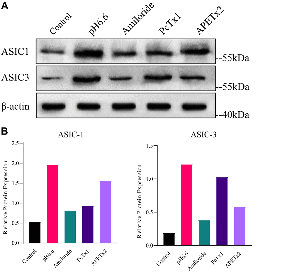 Analyses of ASIC1 and ASIC3 expression in primary cultured human NP-MSCs. (A) Western blotting analyses of ASIC1 and ASIC3 expression when exposed to extracellular acid (pH6.6) with or without treatment of inhibitor Amiloride, PcTx1 or APETx2. (B) The relative expression of ASIC1 and ASIC3 using densitometric analysis of specific bands revealed by Western blotting as per (A). The samples were from case 4. Data are mean ± SD. With * indicating P≤0.05.