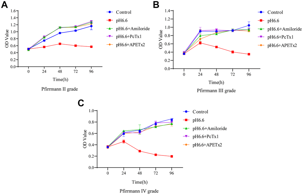 The effect of acidic culture conditions on the proliferation of human NP-MSCs. The proliferation ability of human NP-MSCs derived from patients with Pfirrmann grade II (A), III (B) and IV (C) degeneration was determined using CCK-8 assays under control conditions or after exposure to extracellular acid (pH6.6) alone and in combination with addition of the inhibitors Amiloride, PcTx1 or APETx2. n=3 for each group; data are mean ± SD.