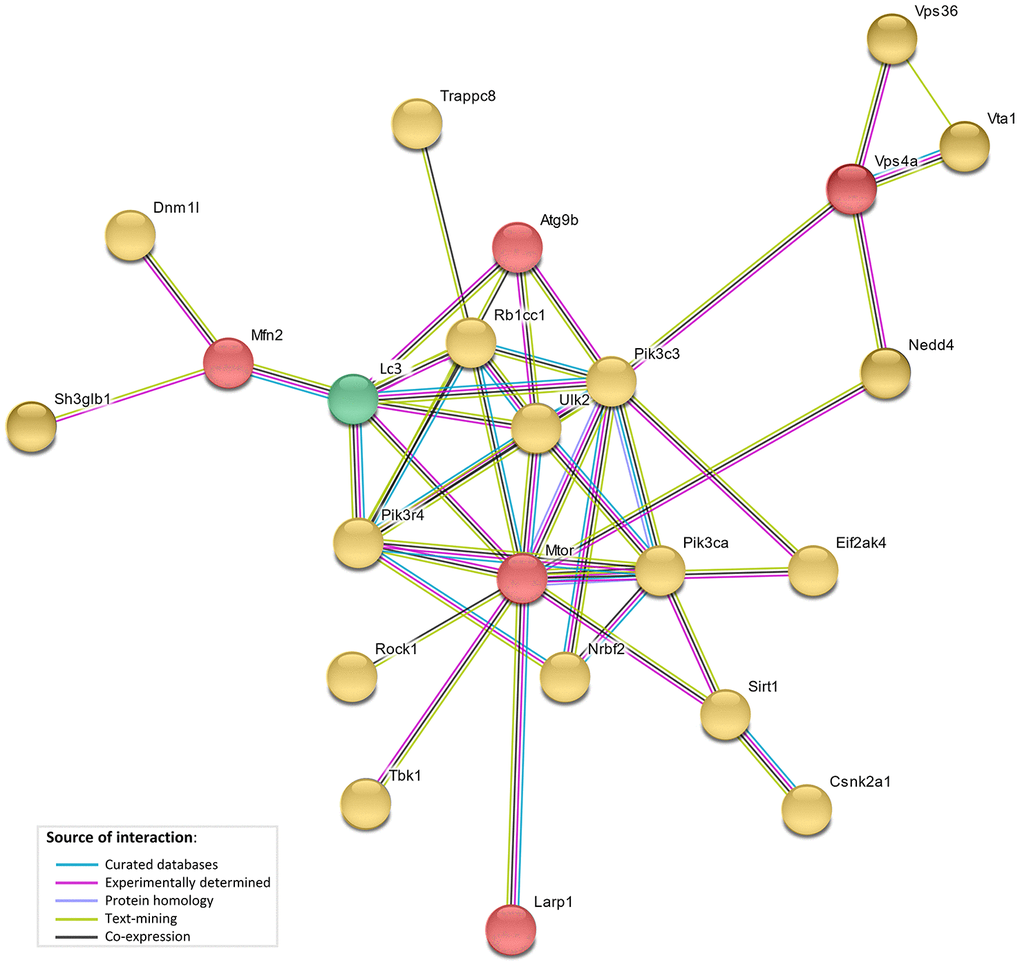 STRING interaction network. STRING protein-protein interaction network showing direct interactions between genes under selective pressure in bat lineages (red), genes with bat-specific upregulation with age (yellow), and LC3 (green).