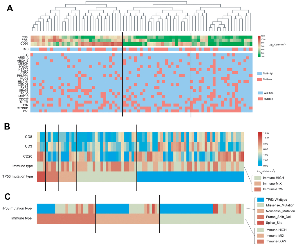 Characterization of immune cell infiltration and gene mutations in the WCH-HBV-HCC group. (A) Heat map shown the expression of immune cells by IHC staining (Log2 cells/mm2), tumor mutation burden (TMB) and the most common 20 mutation genes in the WCH-HBV-HCC group. (B) Heat map shown the expression of immune cells, TMB and the most common 20 mutation genes based on the TP53 mutation type in the WCH-HBV-HCC group. (C) Heat map shown the TP53 mutation type based on the immune type (HIGH, MIX, and LOW).