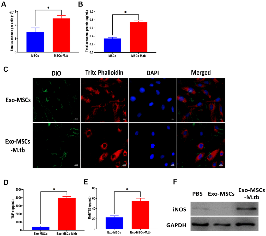 Exo-MSCs-M.tb were internalized by macrophages. (A) The number of exosomes released from M.tb-infected MSCs or PBS-treated control MSCs. (B) Exosomal protein level in M.tb-infected MSCs compared with those in PBS-treated control MSCs. (C) Exo-MSCs-M.tb (20μg) were internalized by macrophages, as imaged by confocal microscopy. Exosomes were stained by DiO (Green). Cytoskeleton was stained by TRITC Phalloidin (red). Nuclei were stained by DAPI (blue). Scale bar: 20 μm. (D) TNF-α levels in macrophages treated with Exo-MSCs-M.tb (20μg) or Exo-MSCs (20μg), as detected by ELISA assay 24 hours after exosome treatment. (E) RANTES levels in macrophages treated with Exo-MSCs-M.tb (20μg) or Exo-MSCs (20μg), as detected by ELISA assay 24 hours after exosome treatment. (F) iNOS levels in macrophages treated with with Exo-MSCs-M.tb (20μg) or Exo-MSCs (20μg), as detected by western blotting assay 24 hours after exosome treatment. *p 