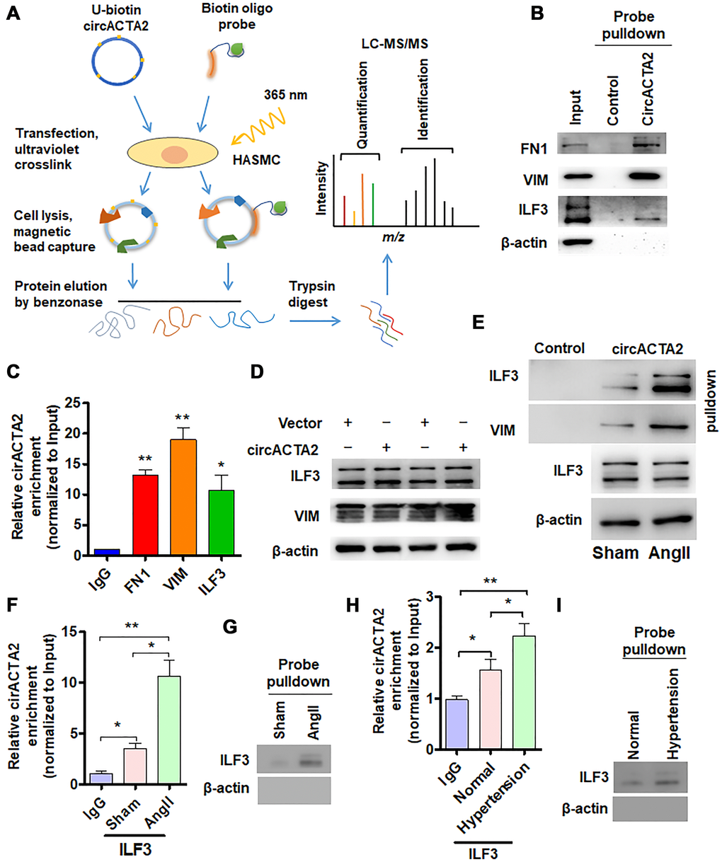 circACTA2 interacts with ILF3 in VSMCs. (A) Schematic of the experimental design based on RNA antisense purification (RAP) or U-biotin-labeled RNA pull-down followed by LC-MS/MS analysis. (B) Western blot detection of FN1, VIM and ILF3 in the circACTA2 probe-pulled down precipitates (circACTA2-overexpressed group vs. control group). (C) qRT-PCR detection of circACTA2 level in the RNA-protein immunoprecipitates pulled down by anti-FN1, anti-VIM and anti-ILF3 antibodies. *P **P D) Western blot detection of ILF3 and VIM expression in VSMCs transfected with empty vector or circACTA2. (E) VSMCs were transfected with circACTA2 and treated with or without Ang II, and then cell lysates were pulled down with circACTA2 probe and detected by western blotting with anti-ILF3 and anti-VIM antibodies. (F, H) RIP-PCR detected the circACTA2 and ILF3 interaction in VSMCs treated with or without Ang II (F) or in artery tissues of hypertensive patients (H). *P **P G, I) Probe of circACTA2 was used to detect ILF3 and circACTA2 interaction in VSMCs treated with or without Ang II (G) or in artery tissues of hypertensive patients (I).