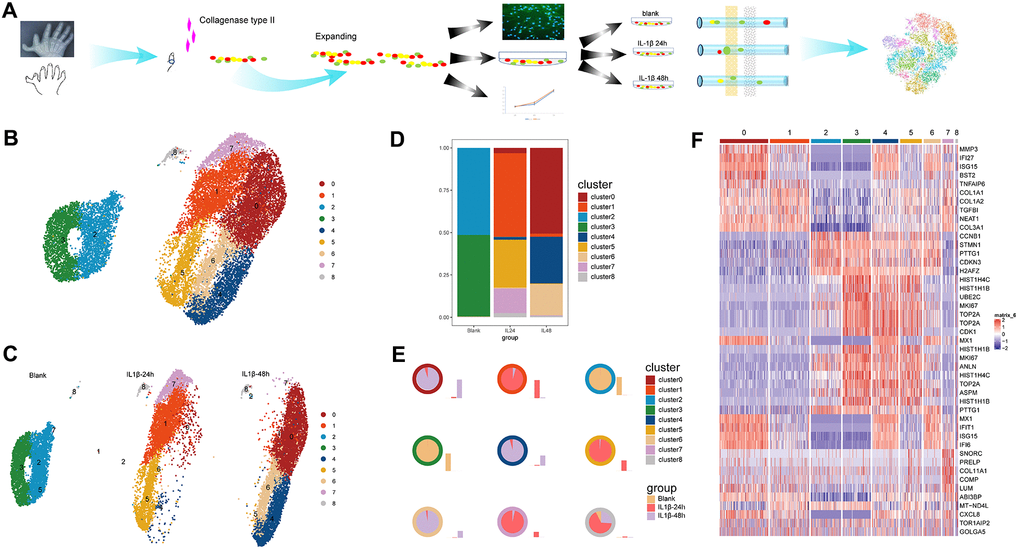 Work flow and identification of cell clusters. (A) A schematic of the process of species access and data collection. (B) The u-map analysis of the integrated data resulted in the identification of nine distinct cell clusters. (C) The distributions of the cell clusters on each sample; different colors represent different cell clusters and each plot indicates one cell. (D) The stacked chart of the proportions of the distinct cell clusters in the three samples. (E) The distribution ratio and quantity in samples of each cell cluster. The colors of the outer circle of each pie chart represent cell clusters. Each pie chart illustrates the ratio of one certain cluster in three samples and the accompanying histogram shows the quantity change of one certain cluster in three samples. (F) The graphical heatmap of the top 5 differentially expressed genes for each cell cluster.