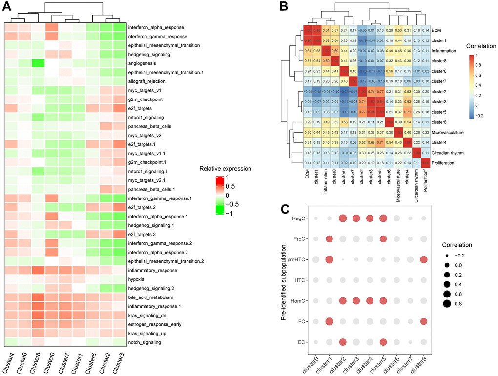 Correlation between expressions of clusters-special genes and functional gene sets and previously-identified marker genes of subpopulation of chondrocytes. (A) The heatmap of enriched pathways in clusters by GSVA. (B) The bubble chart of correlations between clusters-special genes and previously-identified marker genes of subpopulation of chondrocytes. (C) The heatmap of correlations between subpopulation of chondrocytes and constructed gene sets.