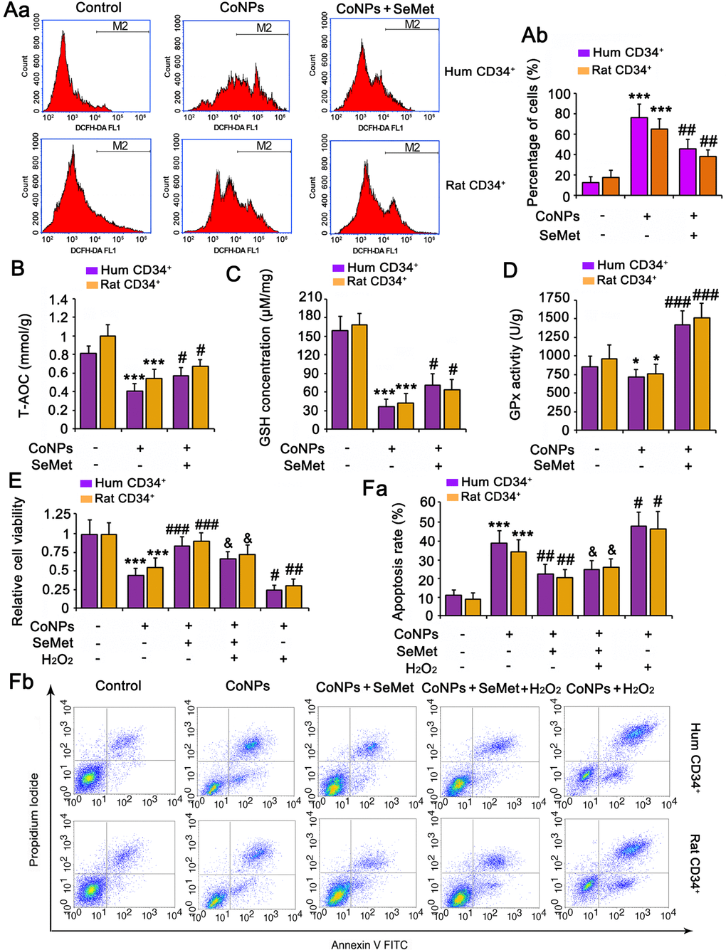 The protective effect of SeMet against CoNPs is partially associated to the improvement of anti-oxidant capacity. CD34+ HSC/HPCs were treated with 10 μM SeMet for 15 h and then subjected to 200 μM CoNPs for 24 h. Afterwards, cells underwent measurements of intracellular ROS level (A), T-AOC (B), GSH level (C) and GPx activity (D). *p  0.05, and ***p  0.001 vs. control cells that did no subjected to any treatments; #p  0.05, ##p  0.01 and ###p  0.001 vs. cells treated with CoNPs alone. CD34+ HSC/HPCs were treated with 10 μM SeMet alone or in combination with 1 μM H2O2 for 15 h. Cells were then treated with 200 μM CoNPs for 24 h, followed by measurements of cell viability (E) and apoptosis rate (F). ***p  0.001 vs. cells treated with CoNPs alone. #p  0.05 vs. cells treated with SeMet and CoNPs.