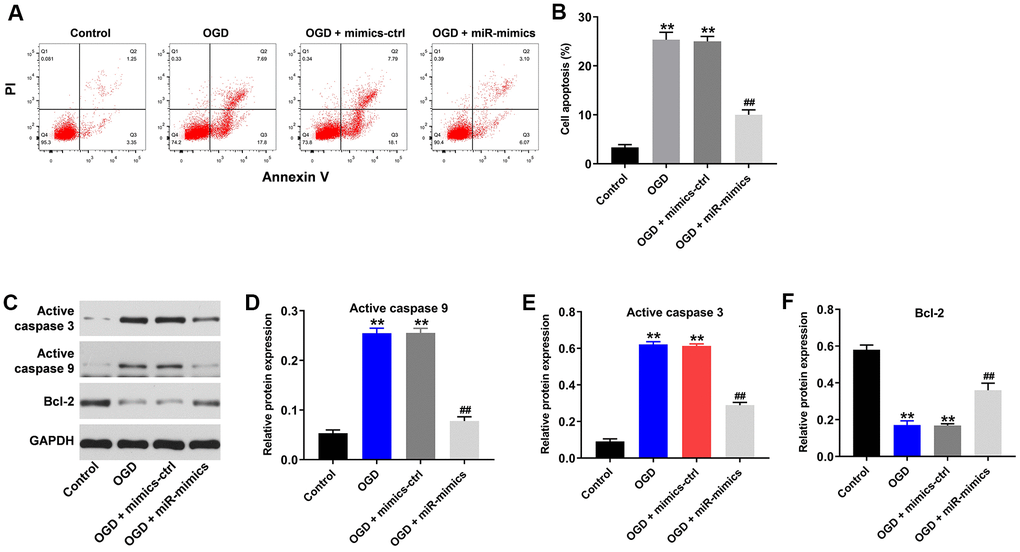 OGD-induced cell growth inhibition is reversed by miR-27a-3p mimics. (A) FACS analysis of cell apoptosis. (B) The rate of apoptosis among HT22 cells. (C) Western blotting showing levels of active caspase 3, active caspase 9 and Bcl-2 in HT22 cells. (D–F) Relative protein expression levels of active caspase 3 (D), active caspase 9 (E) and Bcl-2 (F) normalizing to GAPDH. **P##P