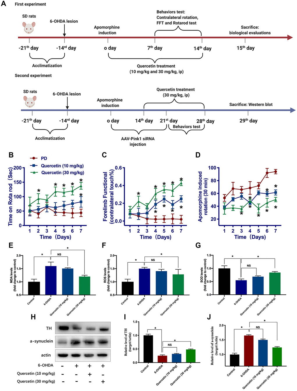 Quercetin improves the neurochemical and parkinsonian disability score in 6-OHDA-lesioned PD rats. (A) Schema of the two part experiments. Rats were rated for rotarod test (B), forelimb function (C), and apomorphine induced contralateral rotation (D) (*P n = 8 for each group, two-way ANOVA test followed by Bonferroni’s post hoc test). Assessment of the oxidative markers with or without quercetin treatment in substantia nigra, such as MDA (E), ROS (F), and SOD (G) (n = 4 for each group). (H) The protein levels of TH and a-synuclein in different groups (n = 4 for each group). (I) Quantification of the TH protein level in each group. (J) Quantification of the a-synuclein protein level in each group. Data are expressed as mean ± SEM. *P 