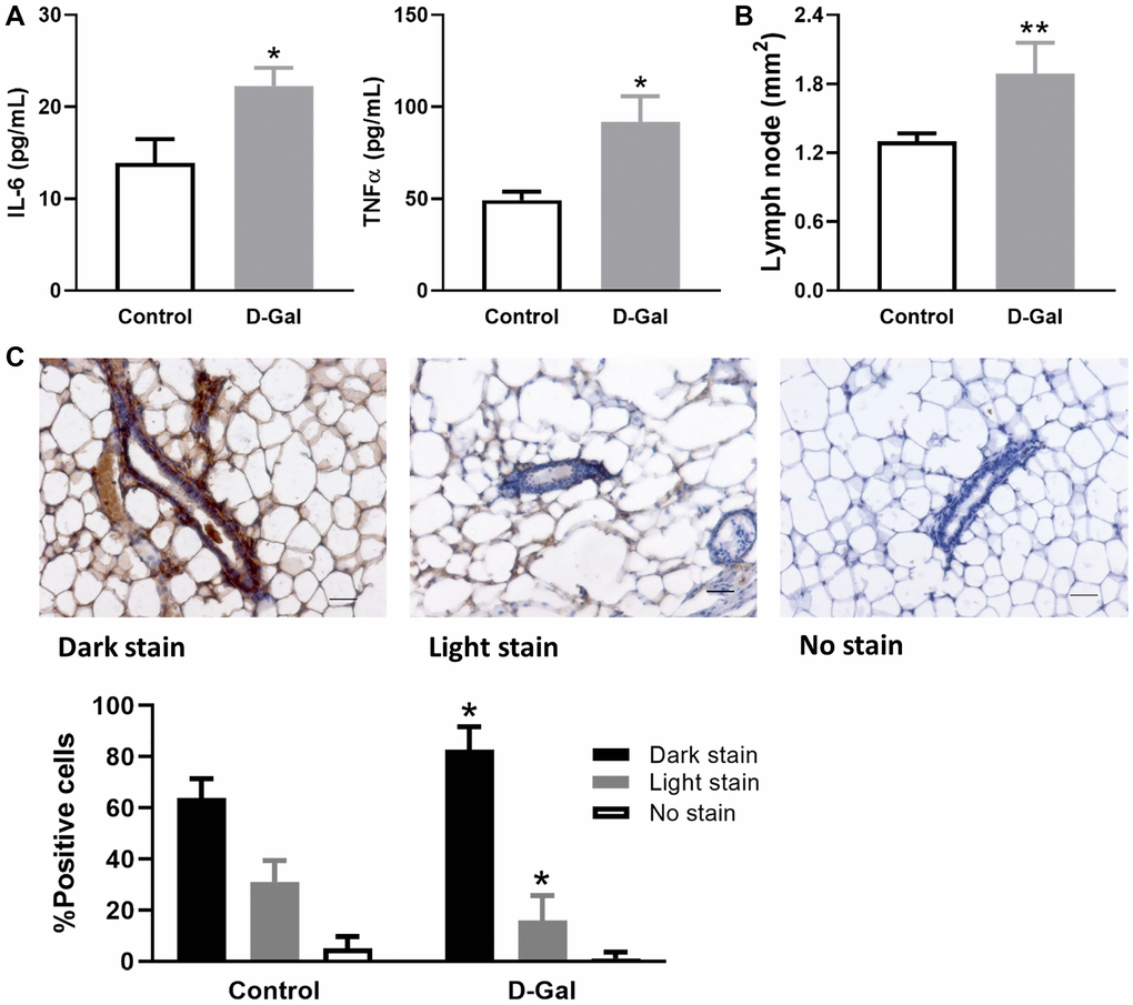 D-galactose induces elevated inflammatory signature. (A) Levels of inflammatory cytokine IL-6 and TNFα in serum samples collected from control mice and those treated with D-galactose (n = 3); (B) The area of lymph nodes in the mammary glands from control and D-galactose-treated mice (n = 5); (C) Quantification of p-STAT5 staining in mammary glands from control and D-galactose-treated mice (n = 4). Scale bars, 50 μm. Asterisks, significant difference between control and D-galactose (*P **P 