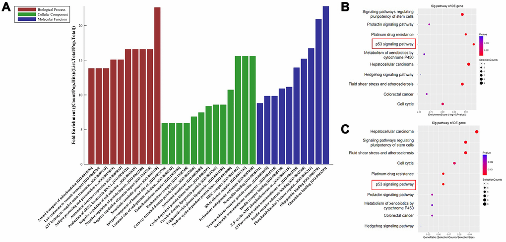 Functional and pathway enrichment analysis indicate that sestrin 1 was upregulated. (A) The potential functions of DEGs were predicted using GO analysis. (B) Scatter plot showing enrichment scores for the 10 most significant enrichment terms. (C) Scatter plot showing gene ratios for the 10 most significant enrichment terms. **P 