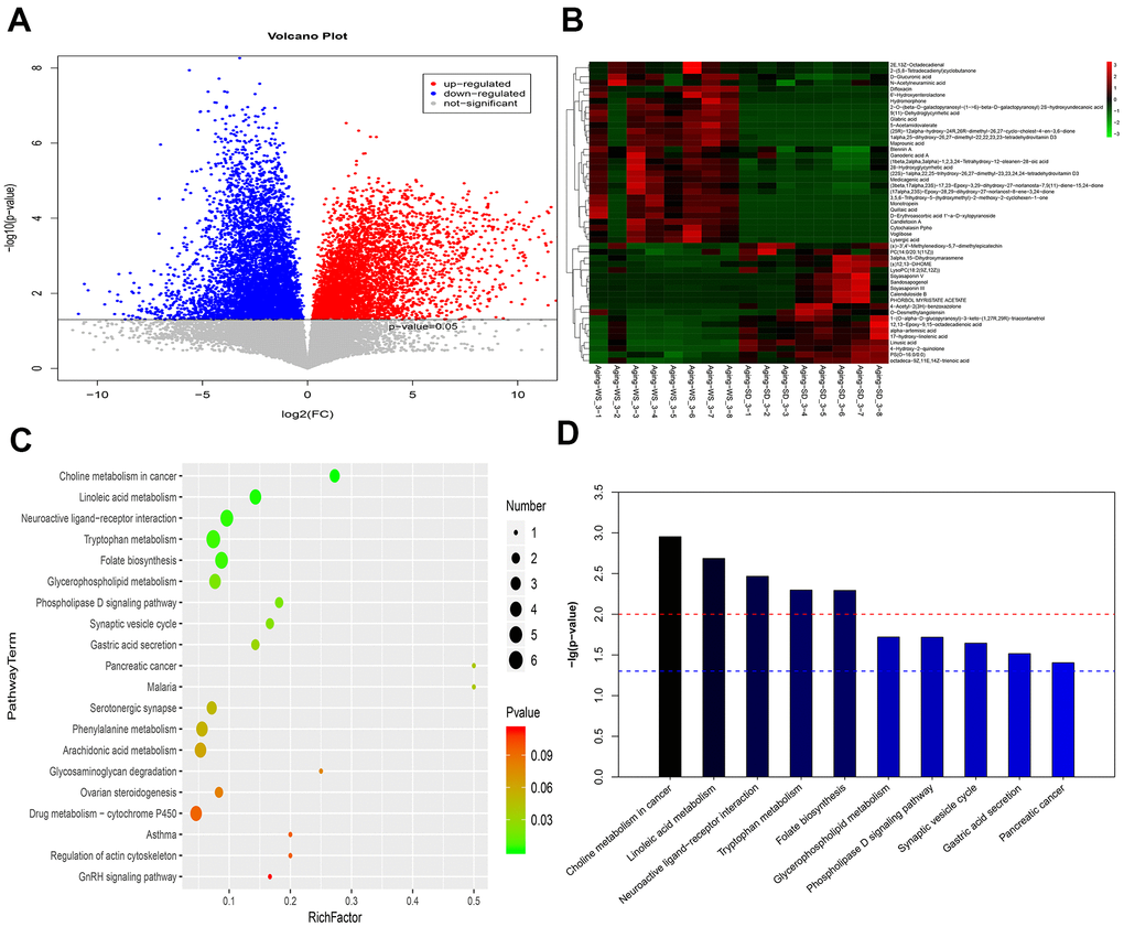 The enriched functional pathways for the differential metabolites between the WS and SD groups from feces samples. (A) The volcano plot for different metabolites. (B) The heatmap for the top 50 differentially enriched microbes. (C) The bubble map for the top 20 significantly enriched KEGG pathways. (D) The bar graph for the top 10 significantly enriched KEGG pathways.