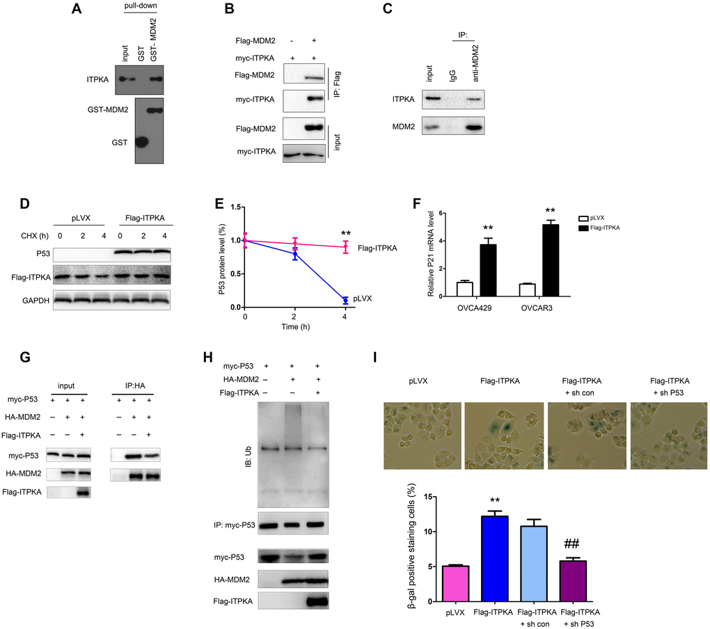 ITPKA interacted with MDM2. (A) GST pull-down assays were performed to examine the interaction between the fusion proteins GST-MDM2 and ITPKA. OVCAR3 cell lysates were used. (B) Immunoprecipitation assay was performed to examine the interaction between flag-tagged MDM2 and myc-tagged ITPKA. Flag-MDM2 and myc-ITPKA were transfected into OVCAR3 cells. Forty-eight hours later, the cells were harvested, and immunoprecipitation assays were performed using an anti-Flag antibody. (C) Immunoprecipitation assay was performed to examine the interaction between endogenous MDM2 and ITPKA. Protein from OVCAR3 cells was harvested, and immunoprecipitation assays were performed using an anti-MDM2 antibody. (D–E) Stability of P53 was examined after the cells were treated with CHX at the indicated time points. (F) mRNA level of P21 was examined using q-PCR. (G) Immunoprecipitation was performed to examine the interaction between P53 and MDM2 in OVCAR3 cells. (H) Ubiquitination of P53 was examined in OVCAR3 cells. (I) P53 knockdown abolished the function of ITPKA in cell senescence. **P ##P 