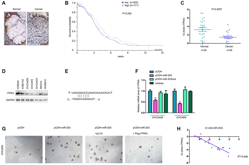 ITPKA was downregulated in ovarian cancer and negatively regulated by miR-203. (A) IHC was performed to examine the protein levels in ovarian cancer and normal tissues. (B) GEPIA database mining was performed to determine the correlation between ITPKA expression and survival. (C) q-PCR was performed to examine the mRNA levels of ITPKA in ovarian cancer samples and normal tissues. (D) Western blotting was performed to examine the ITPKA protein level in ovarian cancer cell lines and normal ovarian epithelial cell lines (IOSE80 and IOSE144). (E) Illustration of miR-203 and ITPKA. (F) Effects of miR-203, mutant miR-203 and inhibitor on the expression of ITPKA were examined using q-PCR. (G) Soft agar assays were performed to examine the effects of ITPKA on the tumorigenicity of OVCAR3 cells. (H) Expression of miR-203 and ITPKA in ovarian cancer samples. **P 