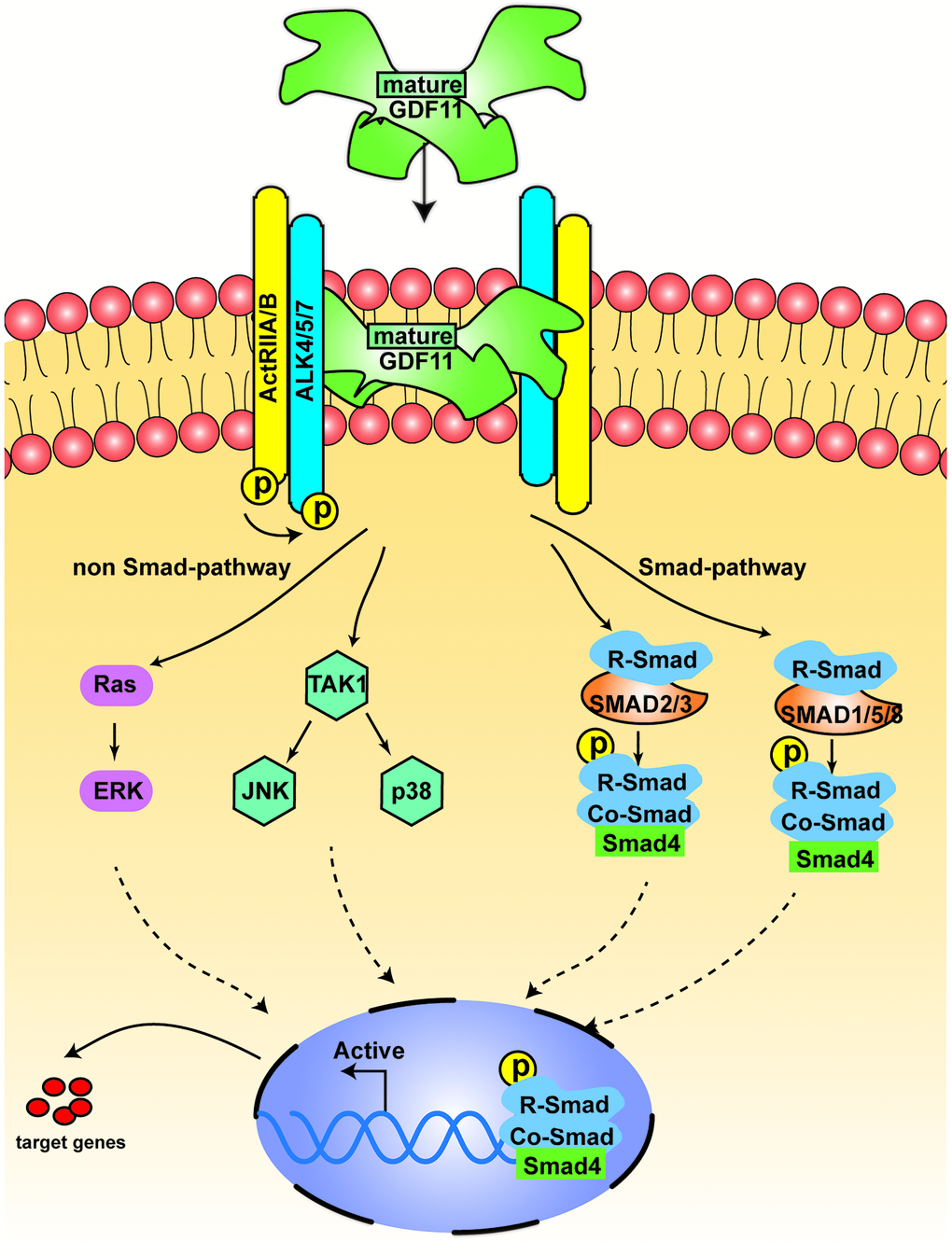 The signal transduction of GDF11. The figure displays the canonical signal transduction mediated by R-SMAD (SMAD 2/3, SMAD 1,5,8), assisted by the Co-SMAD (SMAD4). The non-canonical pathway is driven mainly by TGF-β activated kinase 1 (TAK1) and Ras.