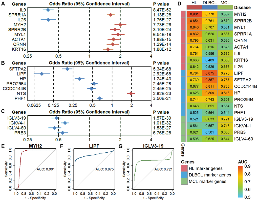 Evaluation of single-gene models in three types of lymphoma. (A–C) The classification performance of HL marker genes, DLBCL marker genes, and MCL marker genes using a univariate logistic regression model. The diamond shape indicates the odds ratio (OR), and the line indicates the 95% confidence interval (CI). The red color indicates OR > 1, and the blue color indicates OR D) The area under the curve (AUC) of the marker genes in three types of lymphoma. (E–G) Receiver operating characteristic (ROC) curves of the optimal single-gene model in HL (MYH2), DLBCL (LIPF), and MCL (IGLV3-19). HL, Hodgkin's lymphoma; DLBCL, diffuse large B-cell lymphoma; MCL, mantle cell lymphoma.