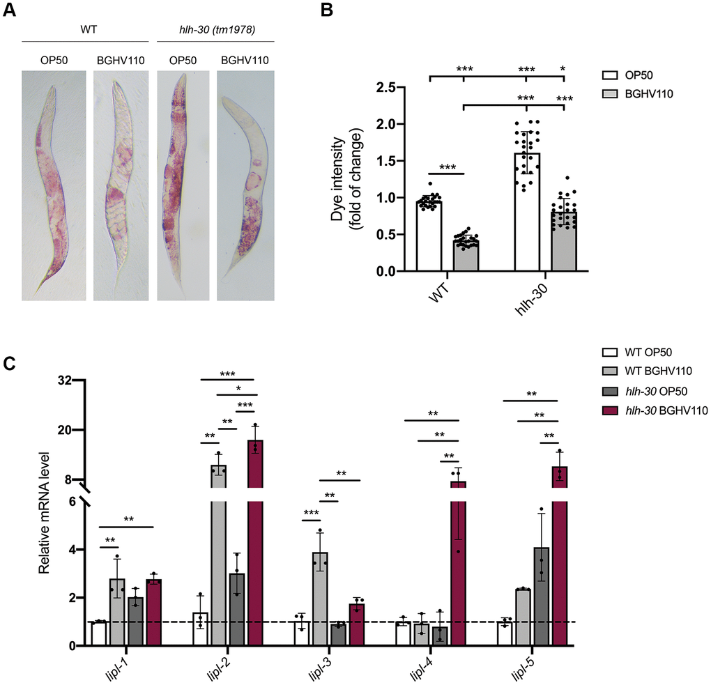 Heat-inactivated Lb. fermentum BGHV110 affects lipid metabolism. (A) Oil Red O staining of the WT and hlh-30 mutant animals fed with heat-inactivated control (OP50) and BGHV110 bacteria analyzed on day 5 of adulthood. (B) Dye intensity quantification of the WT and hlh-30 mutant animals compared to OP50 control (n=25 per group, results are representative of 3 independent assays). (C) The expression of lipl-1, 2, 3, 4, 5 genes was measured by qRT-PCR in the L4 stage WT and hlh-30 mutant after 6 h of treatment with heat-inactivated BGHV110 (n=3, three independent experiments). All values are presented as mean ± SD. One-way ANOVA followed by Tukey post hoc test for multiple comparisons was used (*p 