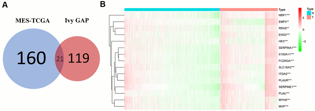 Acquisition and verification of MES-related genes. (A) Venn diagram indicating that 21 MES-related genes were selected from the Ivy GAP and TCGA databases. (B) The heat map shows that 15 of the MES-related genes were significantly different between the normal and tumor groups. **P 