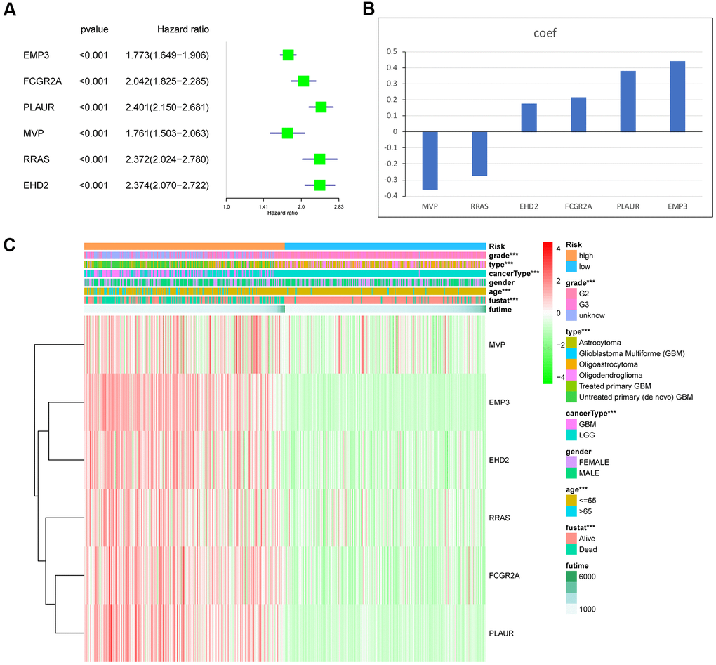 Identification of the 6-gene risk signature by Lasso regression analysis in the TCGA dataset. (A) The hazard ratio and P value of the 6 MES-related genes. (B) Coefficient values for each of the 6 selected genes. (C) Heat map showing the association of risk scores and clinicopathological features. ***P 