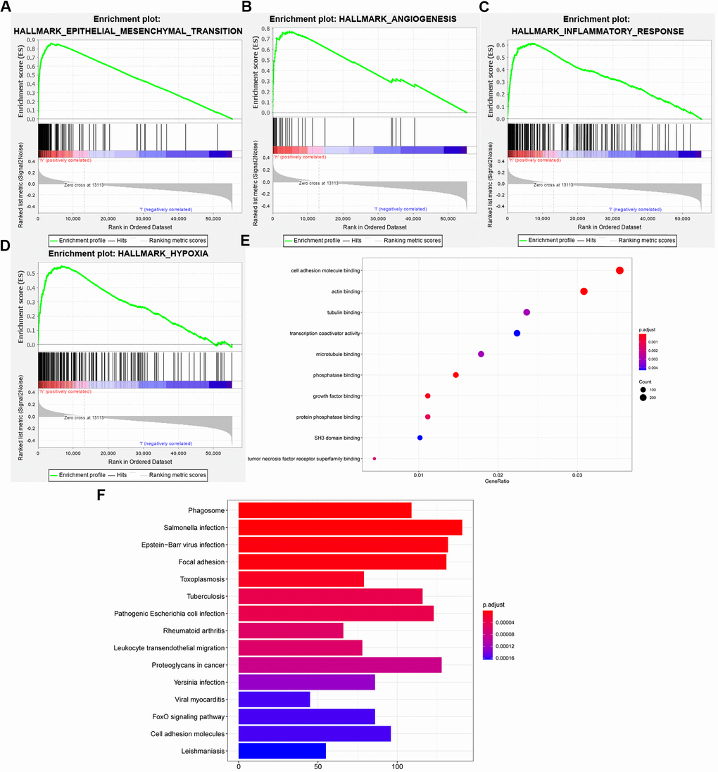 Functional analysis of the 6-gene signature. (A–D) GSEA revealed that the two cohorts were enriched for hallmarks of malignant tumors. (E) GO annotations based on the top 4400 genes positively associated with the 6-gene signature. (F) KEGG pathways associated with the risk score.