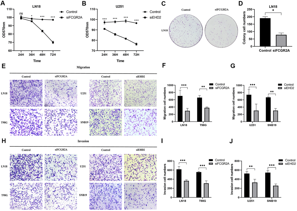 The effect of glioma cell clone, proliferation, migration and invasion ability after silencing FCGR2A or EHD2. (A, B) Cell proliferation was measured by the MTT assay for 24 hours up to 72 hours. (C, D) Representative imaging (C) or counting (D) of the colonies formed by LN18 cells after silencing with FCGR2A for 7 days. (E–G) Representative imaging (E) or counting (F, G) of migration assays after silencing FCGR2A and EHD2 in glioma cells. (H–J) Representative imaging (H) or counting (I, J) of invasion assays after silencing FCGR2A and EHD2 in glioma cells. *P