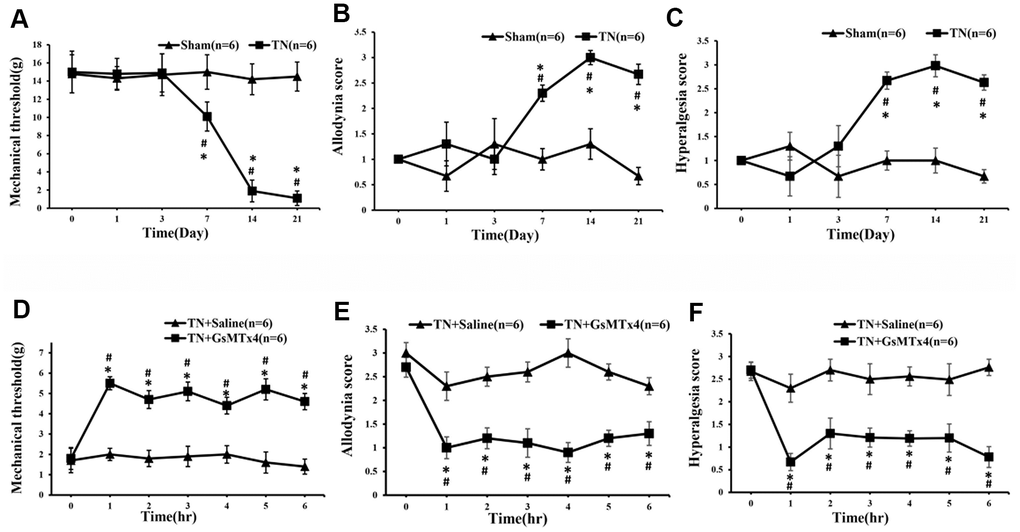 The alterations of mechanical threshold, dynamic allodynia and pinprick hyperalgesia scores following administration of GsMTx4. After the contraction injury of the trigeminal nerve, the mechanical threshold began to decrease significantly at day 7, reaching bottom at day 14 and remaining at a low level until the last time point of day 21. Coincidentally, the dynamic allodynia and pinprick hyperalgesia scores changed correspondingly (A–C). An hour after intraperitoneal administration of GsMTx4 in those TN model rats, the mechanical threshold, dynamic allodynia and pinprick hyperalgesia scores start to change significantly compared to those with saline administration (D–F).