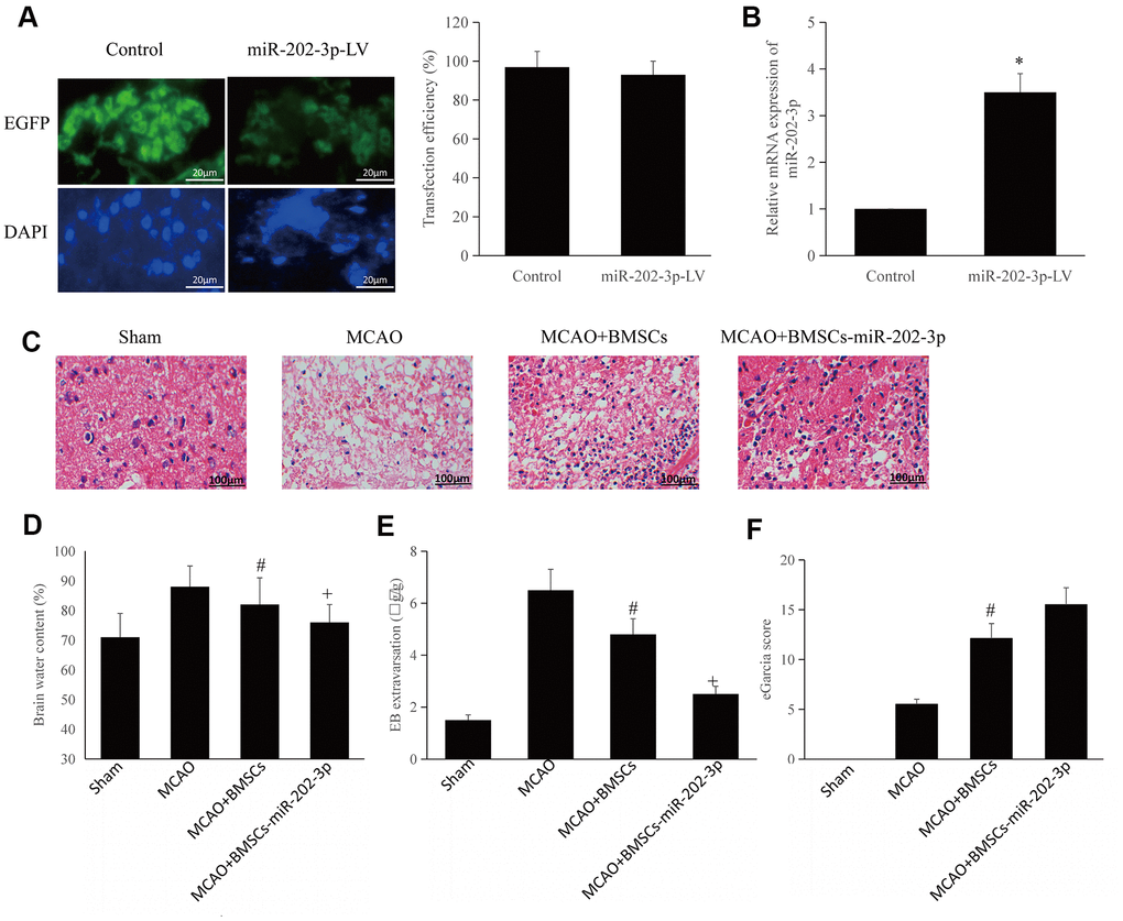 BMSCs overexpressing miR-202-3p can improve CIRI. (A) miR-202-3p was transfected into BMSCs to produce BMSCs that overexpressed miR-202-3p (magnification: 200×). (B) Quantification of miR-202-3p overexpression. (C) MCAO animal model (HE staining) (magnification: 200×). (D–F) Corresponding evaluation index. (*compared with control, #compared with MCAO, +compared with MCAO + BMSCs, p