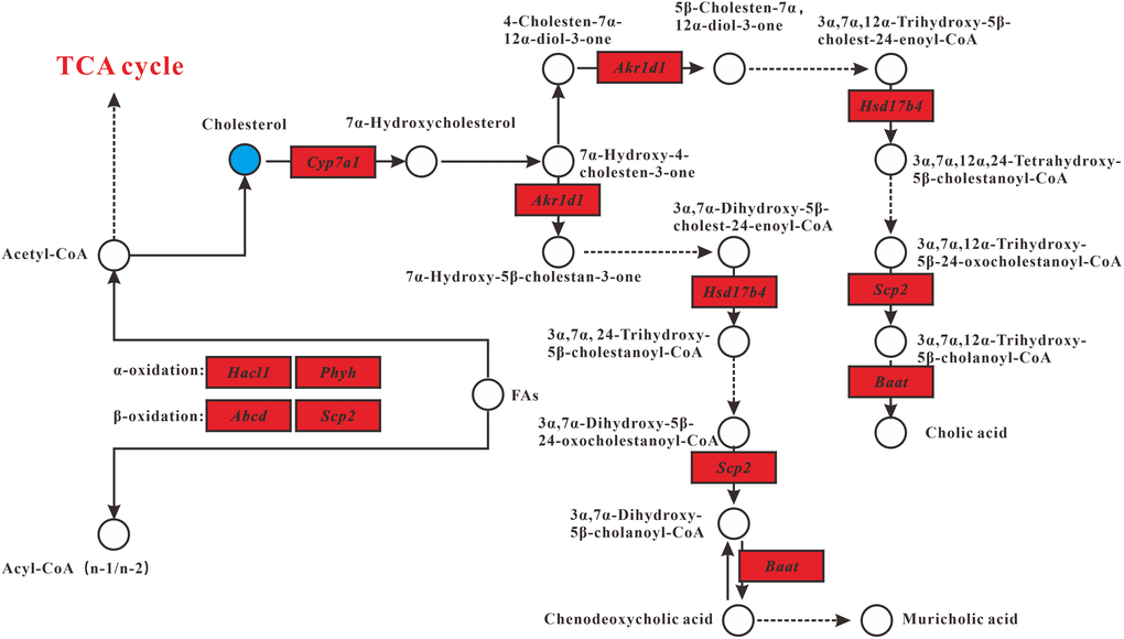 Lipid metabolism alterations. Upregulated and downregulated genes in MT group compared with DM group are depicted as red box and green box respectively. Metabolites up- and downregulated are shown by yellow and blue circles, respectively.