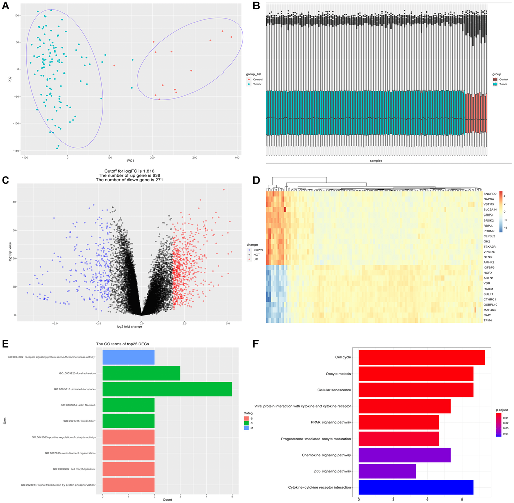 Identification of differentially expressed genes (DEGs) between PDAC and normal pancreatic tissue. (A) PCA analysis discriminates PDAC group (n = 118) from control group (n = 13). (B) The dataset (GSE62165) conformed to sample homogeneity. (C) A total of 909 DEGs were obtained in GSE62165, among which 271 genes were down-regulated and 638 genes up-regulated. (D) The top 25 DEGs exhibited by heatmap. (E) The GO terms of the top 25 DEGs. GO analysis of top 25 DEGs is related to cell skeleton components (extracellular space, actin filament, stress fiber, etc.) and protein phosphorylation events. (F) The KEGG analysis of the top 25 DEGs. The most significant pathways are cell cycle regulation, cellular senescence, PPAR signaling, P53 signaling, chemokine signaling and cytokine-cytokine receptor interaction.