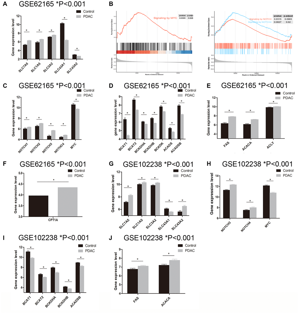 Examination of genes related to BCAA and fatty acid metabolism in PDAC tissue. A–F: Data mining in GSE62165 dataset. (A) The expression level of SLC carriers (SLC7A5, SLC1A5, SLC3A2, SLC43A1 and SLC43A2) between PDAC and normal tissue. (B) GSEA analysis revealed enriched MYC and NOTCH signaling pathway in PDAC tissue. (C) The expression level of MYC and NOTCH (NOTCH1-4) between PDAC and normal tissue. (D) BCAA catabolism related genes BCAT1, BCAT2, BCKDHA, BCKDHB, BCKDK, ACADS and ACADSB were found significantly down-regulated in PDAC group. (E) The expression of lipogenesis related enzymes including FAS, ACACA and ACLY were significantly up-regulated in PDAC tissue. (F) CPT1A, the rate-limiting enzyme for fatty acid oxidation was notably upregulated in PDAC tissue. G–J: Data mining in GSE102238 dataset. (G) The expression level of SLC carriers (SLC7A5, SLC1A5, SLC3A2, SLC43A1 and SLC43A2) between PDAC and adjacent normal tissue. (H) NOTCH3 and NOTCH4 were upregulated in PDAC tissue while MYC was down-regulated. (I) Gene expression of BCAT1, BCAT2, BCKDHA, BCKDHB and ACADSB were decreased in PDAC tissue. (J) FAS and ACACA were increased in PDAC tissue.