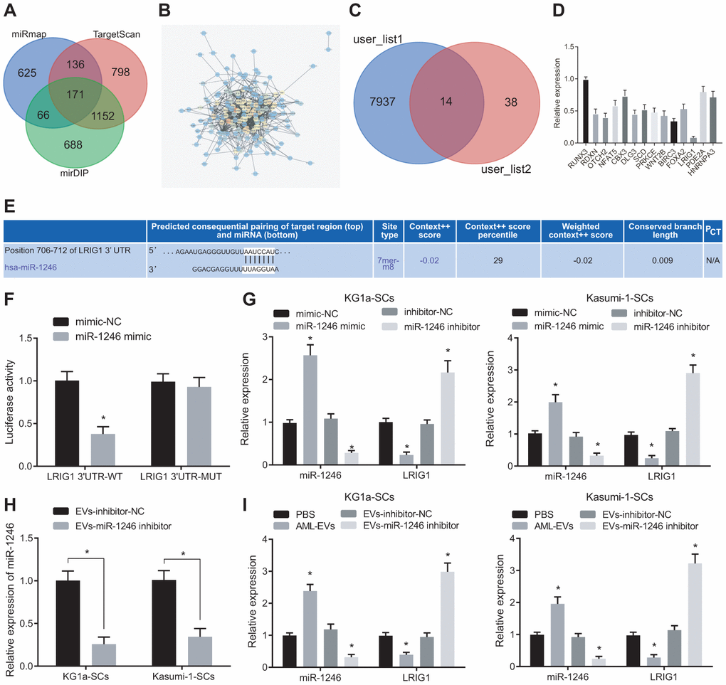 AML cell-derived EVs containing miR-1246 target LRIG1 in LSCs. (A) Venn diagram of target gene retrieved from databases of mirDIP, TargetscanHuma and miRmap. (B) PPI analysis of 171 intersected target genes. (C) Venn diagram of 52 genes with junction points ≥ 10 in PPI analysis and low-expressed genes in leukemia from the TCGA database. (D) Quantitative analysis of 14 screened genes. (E) The binding site of miR-1246 to LRIG1 according to the Targetscan Huma database. (F) The binding relationship between miR-1246 and LRIG1 was verified by dual luciferase reporter gene assay. (G) miR-1246 and LRIG1 expression in LSCs after transfection with miR-1246 mimic or miR-1246 inhibitor assessed by RT-qPCR. (H) Expression of miR-1246 in AML cell secreted EVs with miR-1246 inhibition measured by RT-qPCR. (I) Expression of miR-1246 and LRIG1 in LSCs after co-culture with AML cell-derived EVs detected by RT-qPCR. * p vs. LSCs co-cultured with PBS or EVs-inhibitor-NC. Data in the figures are all measurement data, expressed as mean ± standard deviation. Independent sample t-test was applied for comparison between two groups. Data among multiple groups were analyzed by one-way ANOVA. The experiments were repeated in triplicate.