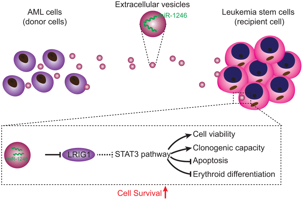 Regulatory mechanisms of miR-1246-containing EVs from AML cells involved in LSC bioactivities in AML. AML cells secreted EVs deliver miR-1246 to LSCs. MiR-1246 activates STAT3 pathway by targeting LRIG1, thereby promoting LSCs viability and colony formation and inhibiting cell apoptosis and differentiation, which ultimately elevates LSCs survival.