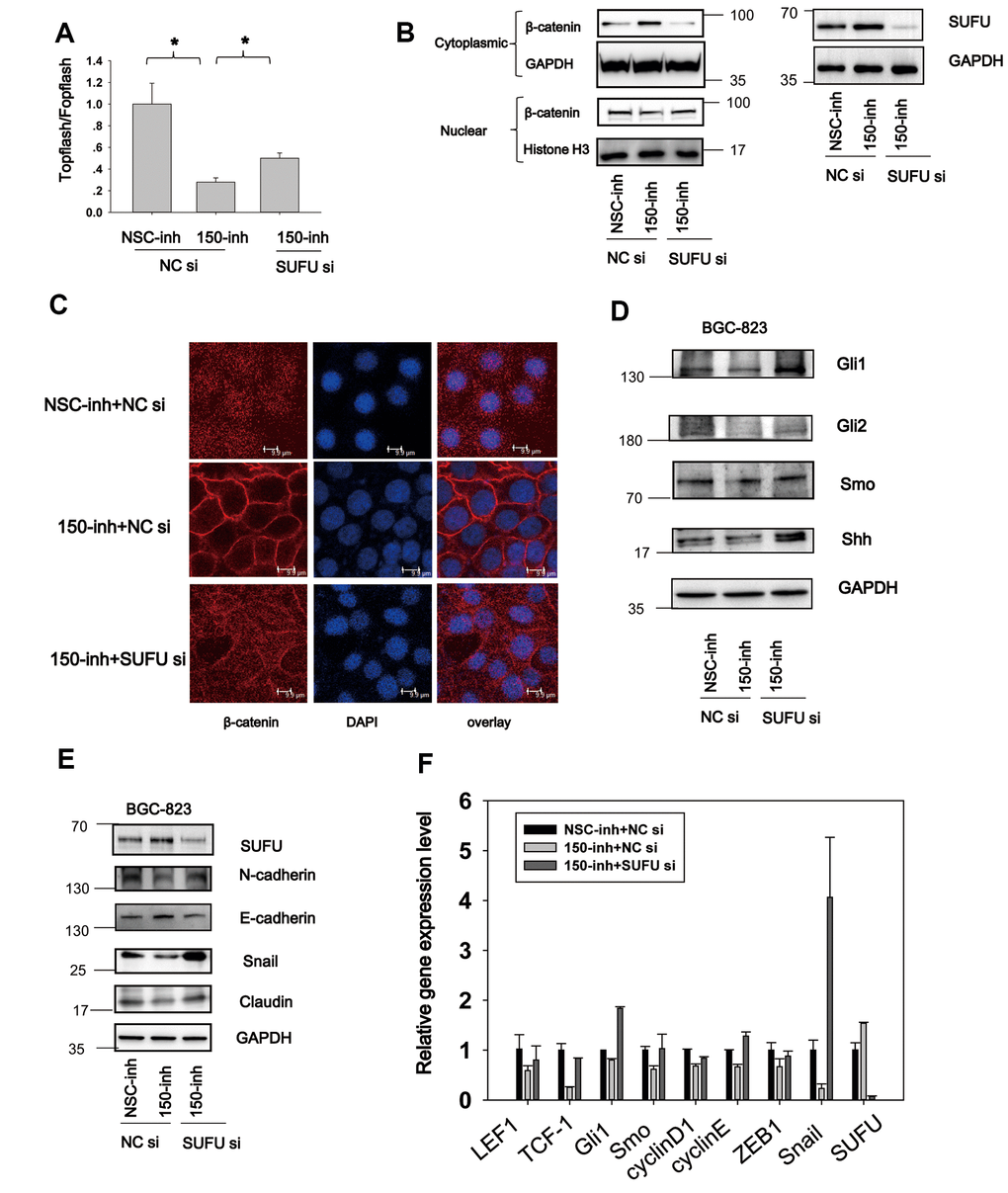 MiRNA-150 induces Hh and Wnt signaling activation and EMT via SUFU. (A) MiRNA-150 inhibition decreased β-catenin-dependent transcriptional activity, and this decrease was reversed by SUFU siRNAs. A TOPFlash/FOPFlash assay was conducted in BGC-823 cells transfected with miRNA-150 inhibitors or co-transfected with 150-inh and SUFU siRNAs. (B, C) Interference of SUFU alleviated the β-catenin cytoplasmic translocation induced by miRNA-150 inhibition. (B) β-catenin expression was detected in the cytoplasm and nucleus. (C) Confocal immunostaining of β-catenin was performed to visualize the cytoplasmic or nuclear localization of β-catenin. (D, E) MiRNA-150 inhibitors reduced the expression of Hh signaling genes and EMT markers, and SUFU siRNA rescued this inhibitory effect. The expression of Hh signaling and EMT proteins was detected in BGC-823 cells by western blotting after transfection with miRNA-150 inhibitors or co-transfection with 150-inh and SUFU siRNAs. (F) The mRNA levels of some Hh-, Wnt- and EMT-related genes were reduced under miRNA-150 inhibition, but increased somewhat after SUFU gene knockdown. *p