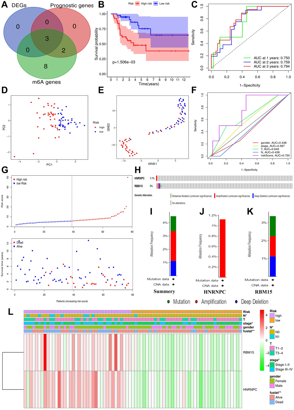 Construction of m6A-related risk signature. (A) Identification of m6A-related prognostic DEGs. (B) The survival difference between the high- (n = 39) and low-risk groups (n = 38). (C) Time-dependent ROC curves of m6A risk signature. (D) PCA plot of m6A risk signature. (E) t-SNE plot of m6A risk signature. (F) ROC curves of m6A risk signature and ACC clinical parameters. (G) Risk plots of m6A risk signature. (H) The summary of HNRNPC and RBM15 mutations. (I) The summary of mutation types. (J) The mutation types of HNRNPC. (K) The mutation types of RBM15. (L) The heatmap of m6A risk signature. The relationships between m6A-related risk levels and the clinicopathological characteristics of ACC were determined by Kolmogorov–Smirnov test. Overexpression is presented in red and low expression is green. DEGs, differentially expressed genes; ROC, receiver operating characteristic curve; PCA, principal component analysis; s-SNE, t-distributed stochastic neighbor embedding; *P **P 