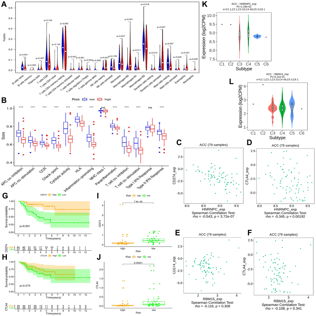 The effect of m6A-related risk signature on ACC immune microenvironment. (A) Comparison of the infiltrating levels of 22 immune cells between different risk groups. (B) Comparison of the activity scores of 13 immune-related pathways between different risk groups. (C–D) The relationships between HNRNPC expression and CD274 (PD-L1), CTLA4 expressions. (E–F) The relationships between RBM15 expression and CD274 (PD-L1), CTLA4 expressions. (G–H) The prognostic differences of ACC patients in TCGA cohort between high- and low-CD274 or CTLA4 expression. (I–J) The expressive difference of CD274 or CTLA4 between high and low m6A-risk group. (K–L) The distributions of m6A risk genes in different PAAD immune subtypes. DC, dendritic cell; APC, antigen-presenting cells; CCR, cytokine-cytokine receptor; IFN, interferon.