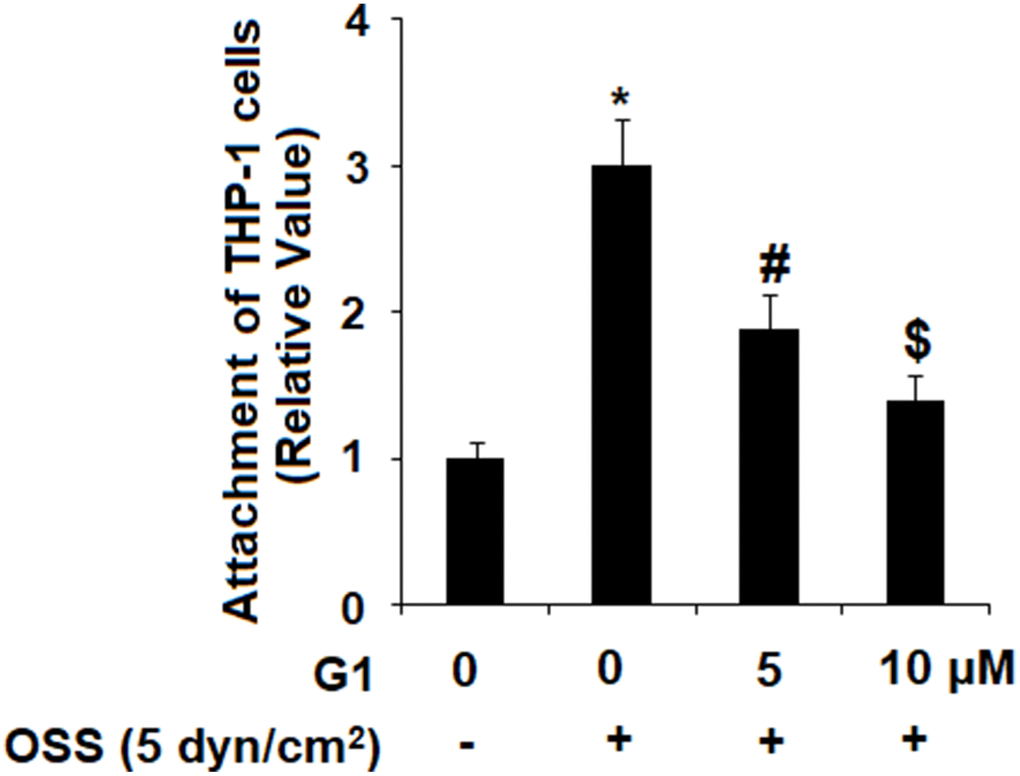 Agonism of GPR30 using its specific agonist G1 suppressed oscillatory shear stress (OSS)-induced adhesion of THP-1 cells to human aortic endothelial cells (HAECs). HAECs were exposed with OSS (5 dyn/cm2) in the presence or absence of 5, 10 μM G1 for 24 h. Attachment of THP-1 cells to HAECs was determined (*, #, $, P