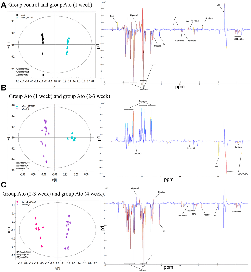 OPLS-DA analysis was used to find differential metabolites between different groups. (A) Differential metabolites were investigated between group control and Ato (1 week); (B) Differential metabolites were investigated between group Ato (1 week) and Ato (2-3 week); (C) Differential metabolites were investigated between group Ato (2-3 week) and Ato (4 week).