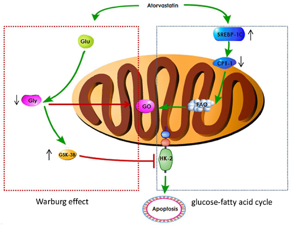 A schematic image for how Ato improve lung function of PAH rats.