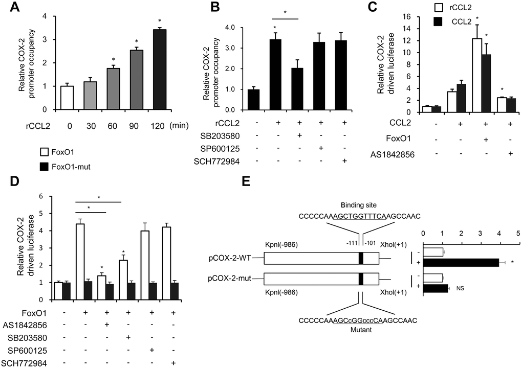 CCL2 induced FoxO1 activation in a p38 MAPK-dependent manner. (A and B) THP-1 was incubated with rCCL2 (50 ng/mL) for the indicated time intervals or pretreated with 10 μM SB203580, 10 μM SP600125, or 50 nM SCH772984 for 24 h, and then incubated with rCCL2 (50 ng/mL) for 120 min. The ChIP assay was applied to examine the enrichment of FoxO1 onto the COX-2 promoter. (C and D) THP-1 cells were transfected with FoxO1 expression vectors (50 ng), and pGL3-COX-2 (COX-2 promoter-driven luciferase) construct (200 ng) plus pRL-TK Renilla (10 ng). After 36 h, the cells were treated with or without AS1842856 (1 μM) or plus 10 μM SB203580, 10 μM SP600125, or 50 nM SCH772984 for a further 24 h. (E) THP-1 cells were co-transfected with a wild-type COX-2 promoter reporter gene (Luc-COX-2-WT) or FoxO1 binding site-mutated COX-2 promoter reporter gene (Luc-COX-2-mut) with FoxO1. The COX-2 promoter activity was determined. Luciferase activity was normalized with Renilla luciferase values. Data are expressed as fold change relative to the level of control. Data are presented as mean ± standard error. *, P 