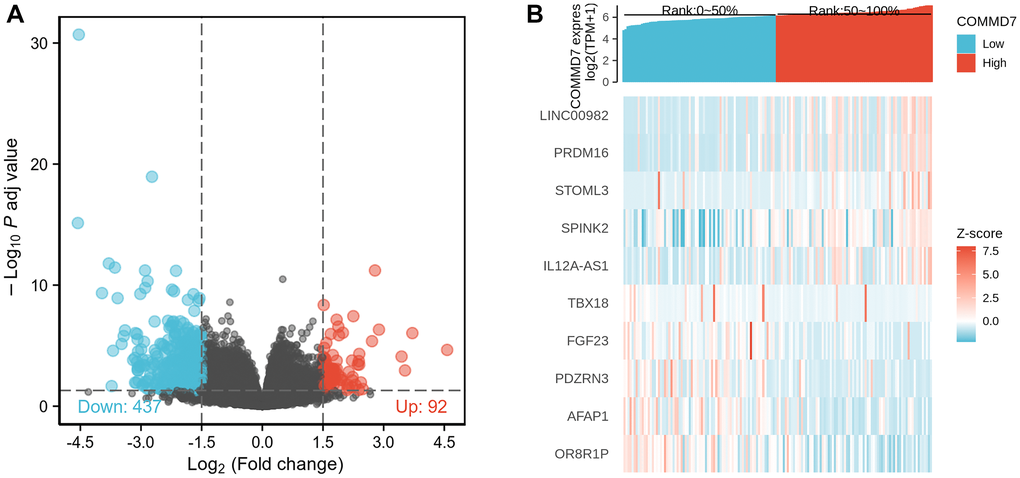 A total of 529 DEGs were identified as being statistically significant between COMMD7 high-expressed and low-expressed groups. (A) Volcano plot of differentially expressed genes, including 92 up-regulated and 437 down-regulated genes. Normalized expression levels were shown in descending order from green to red. (B) Heat map of the 10 differentially expressed RNAs, including 5 up-regulated genes and 5 down-regulated genes. The X-axis represents the samples, while the Y-axis denotes the differentially expressed RNAs. Green and red tones represented down-regulated and up-regulated genes, respectively.