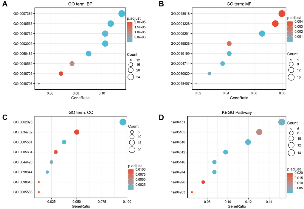 GO/KEGG enrichment analysis of DEGs between high- and low- COMMD7 expression in TCGA-LAML patients. (A) Enriched GO terms in the “biological process” category; (B) Enriched GO terms in the “molecular function” category. (C) Enriched GO terms in the “cellular component” category; (D) KEGG pathway annotations. The X-axis represented the proportion of DEGs, and the Y-axis represented different categories. The different colors indicate different properties, and the different sizes represent the number of DEGs.