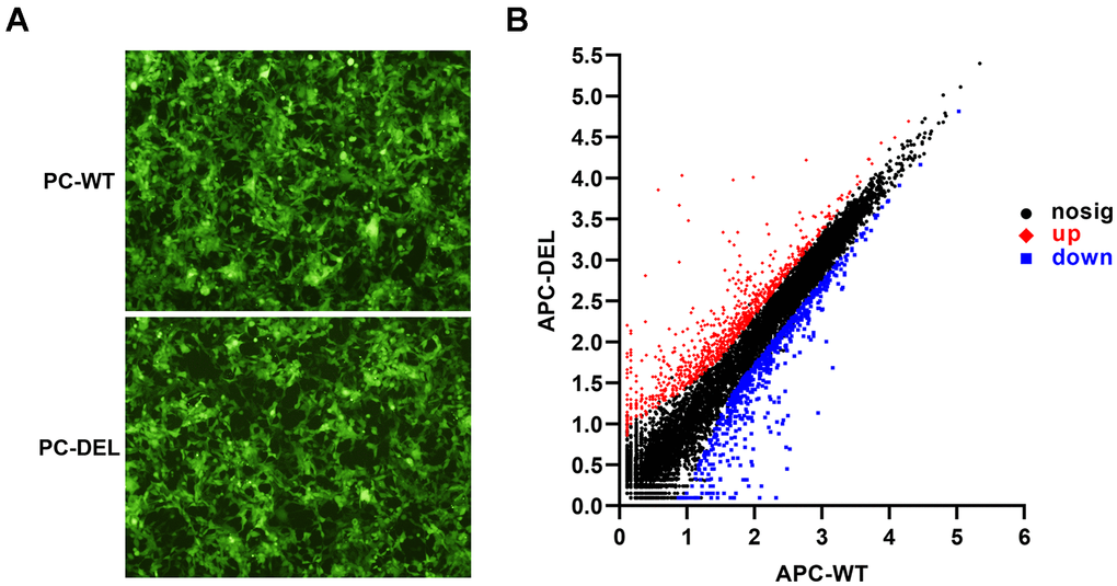 Establishment and characterization of HEK 293T cell lines. (A) Wild or mutant protein C (PC) zymogen and green fluorescent protein (GFP) were co-expressed in HEK 293T cells using lentiviral vectors. GFP-positive clones were observed under a fluorescence microscope to evaluate the efficacy of two transfections. (B) Differentially expressed genes (DEGs) were identified between APC-WT and APC-DEL groups. Each dot represents an individual gene. The horizontal axis indicates the expression (log10) of the genes in the APC-WT group, whereas the vertical axis refers to gene expression (log10) in the APC-DEL group. Red dots represent upregulated genes, blue dots represent downregulated genes, and black dots represent unaltered genes. The significance level for the difference in the expression of each gene between the two groups was set at adjusted P 